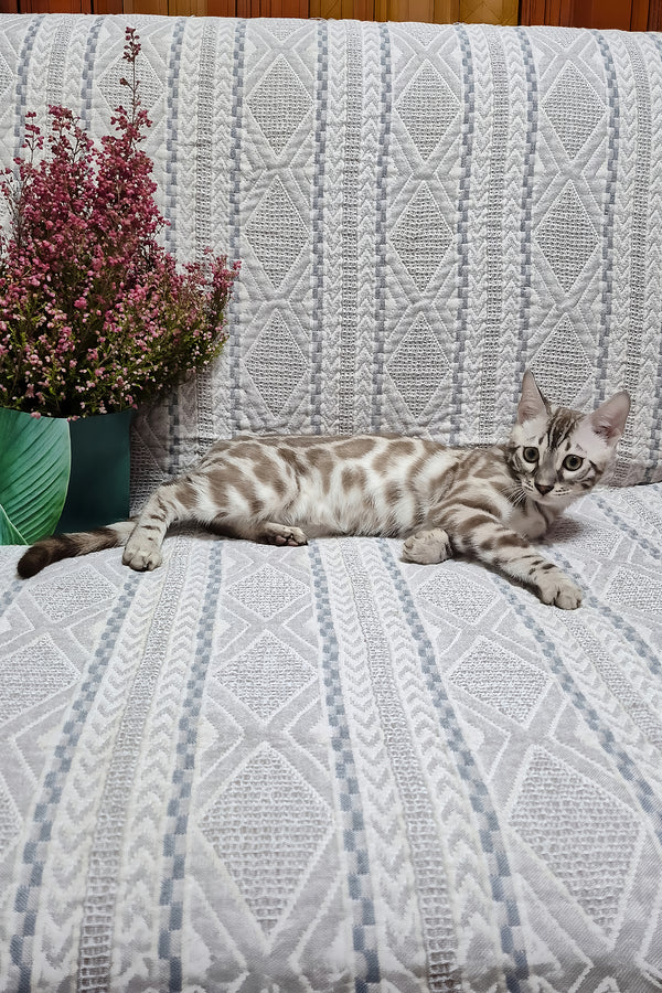 Ken | Bengal Kitten