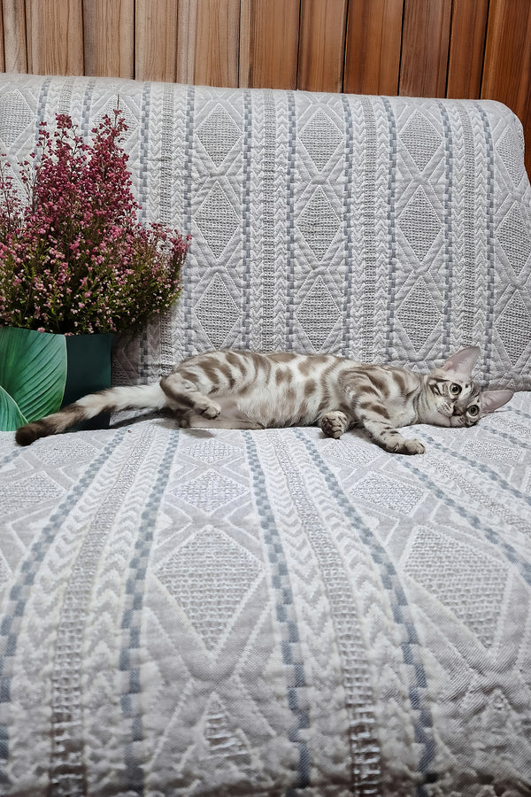 Ken | Bengal Kitten