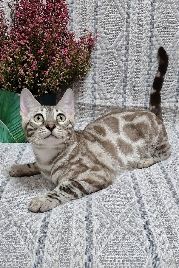 Ken | Bengal Kitten