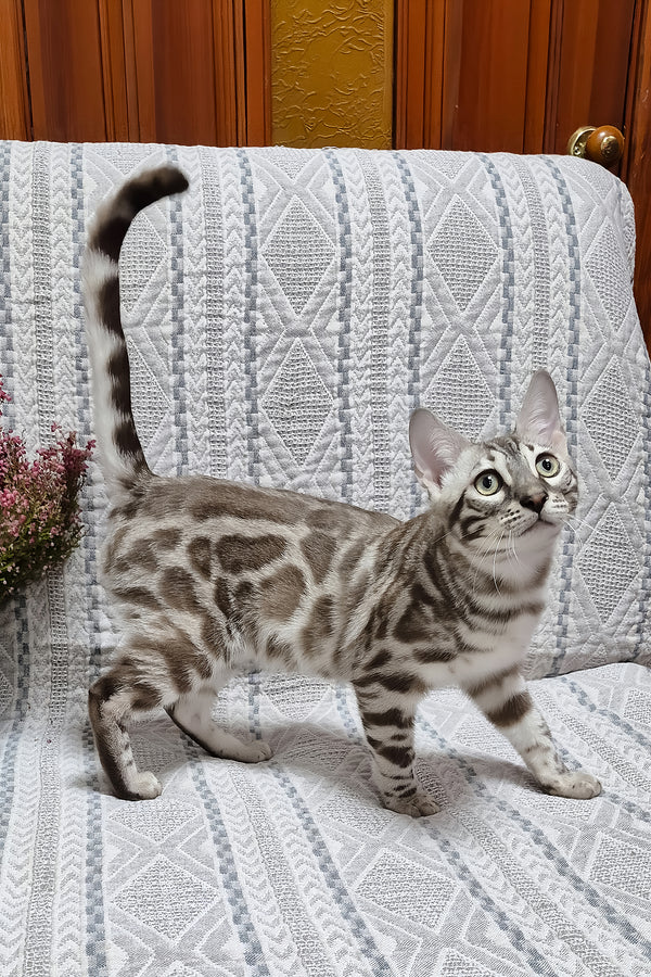 Ken | Bengal Kitten