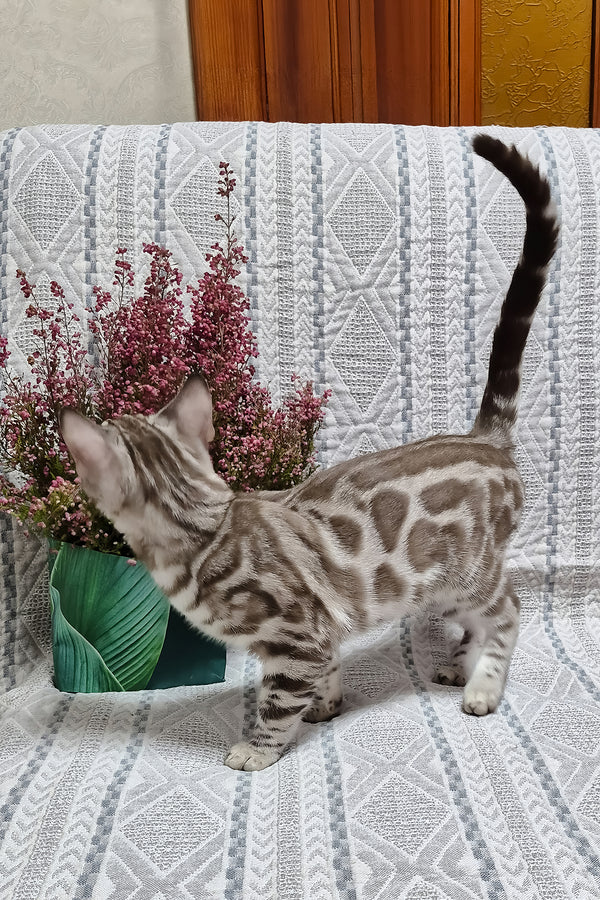 Ken | Bengal Kitten
