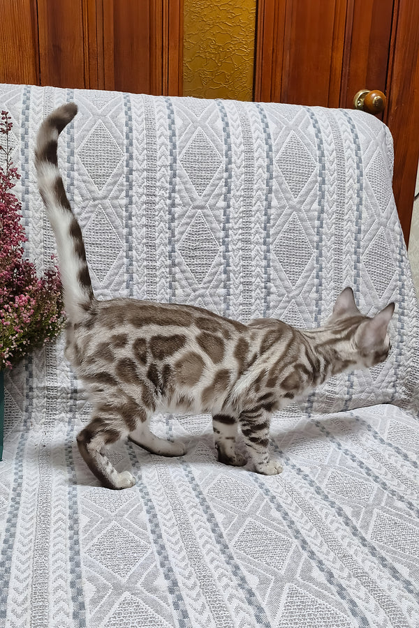 Ken | Bengal Kitten