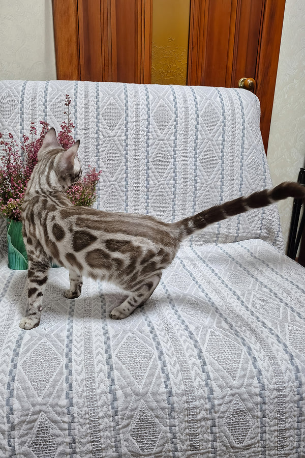 Ken | Bengal Kitten