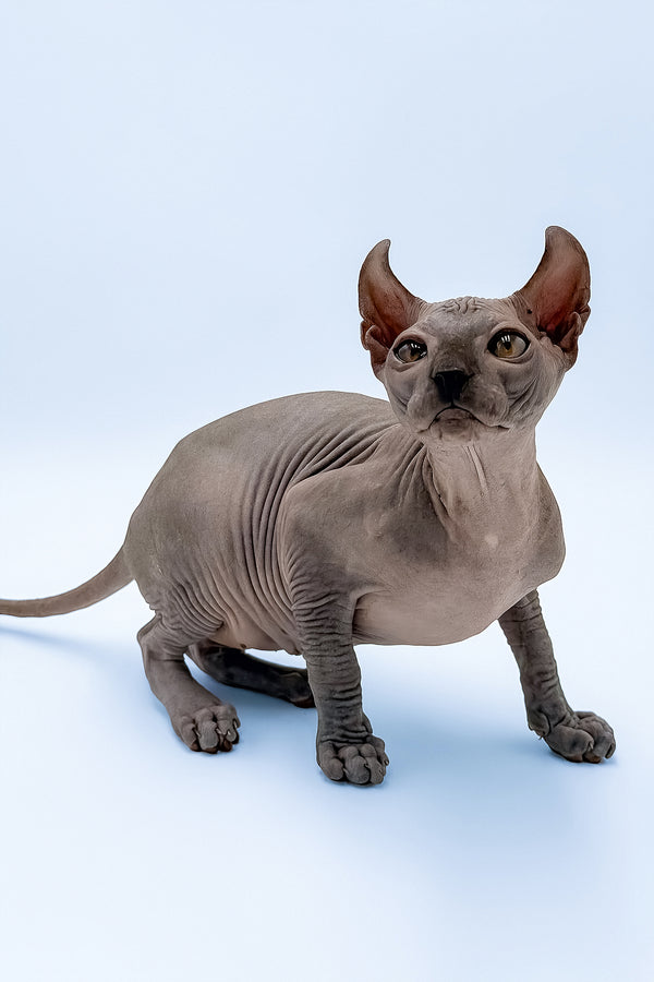 Kyle | Elf Sphynx Kitten