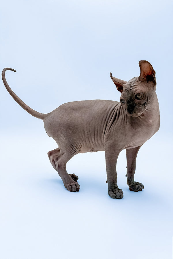 Kyle | Elf Sphynx Kitten