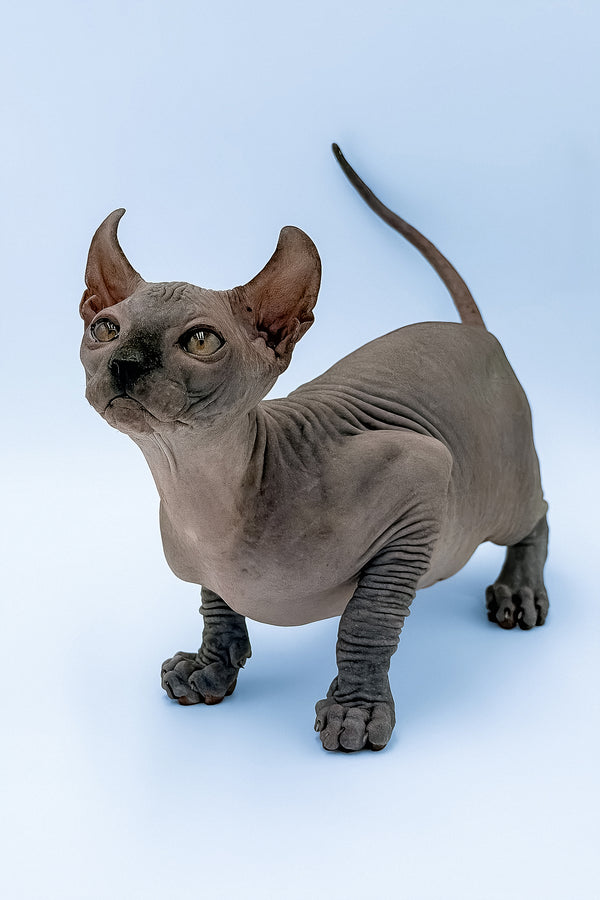 Kyle | Elf Sphynx Kitten