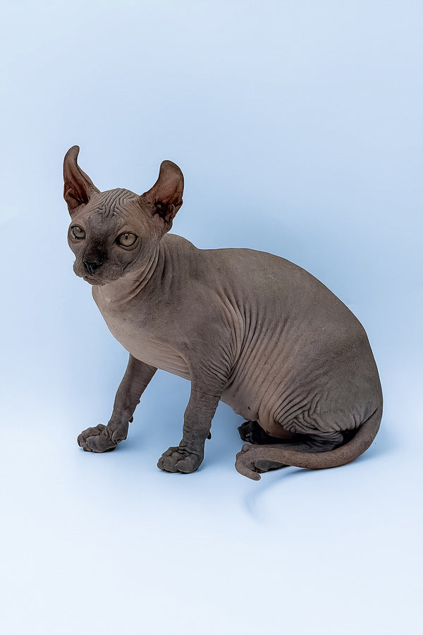 Kyle | Elf Sphynx Kitten