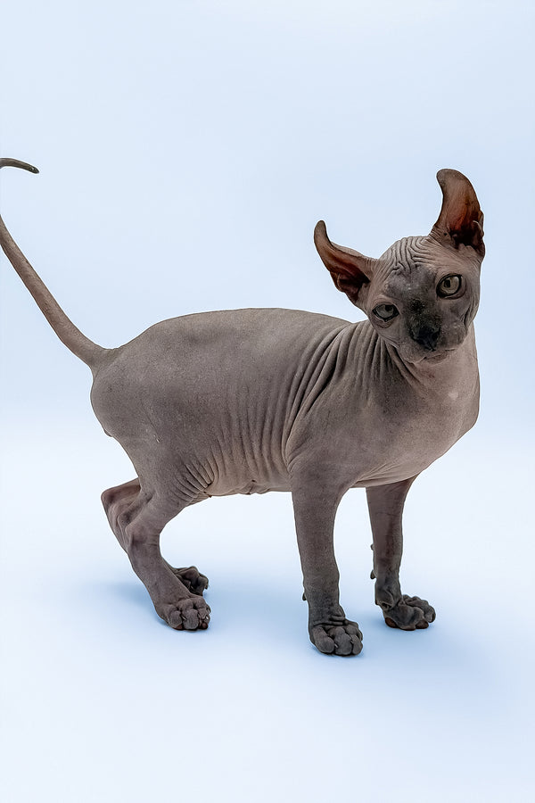 Kyle | Elf Sphynx Kitten