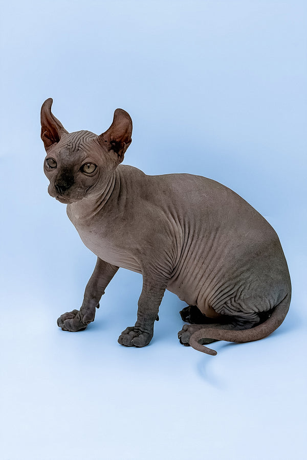 Kyle | Elf Sphynx Kitten