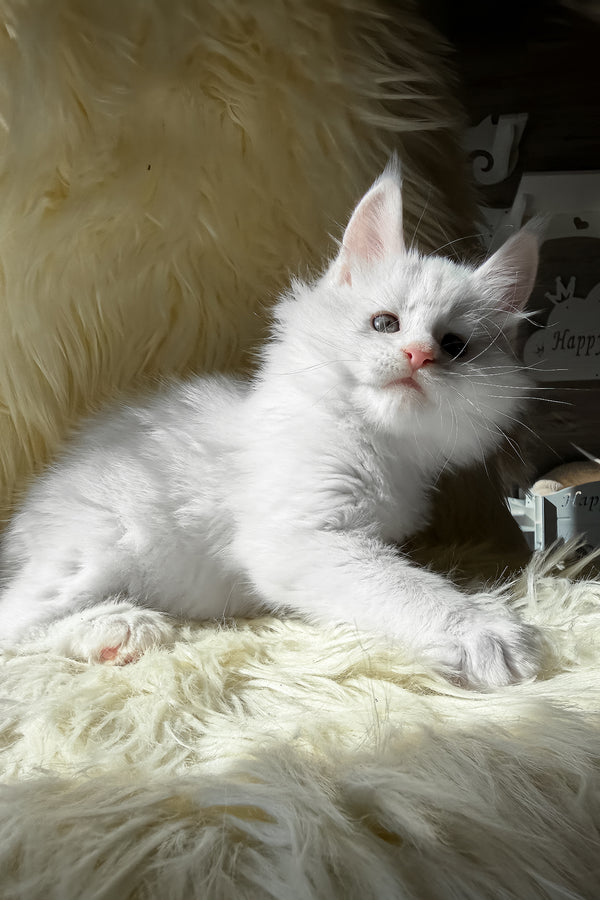 Khariton | Maine Coon Kitten