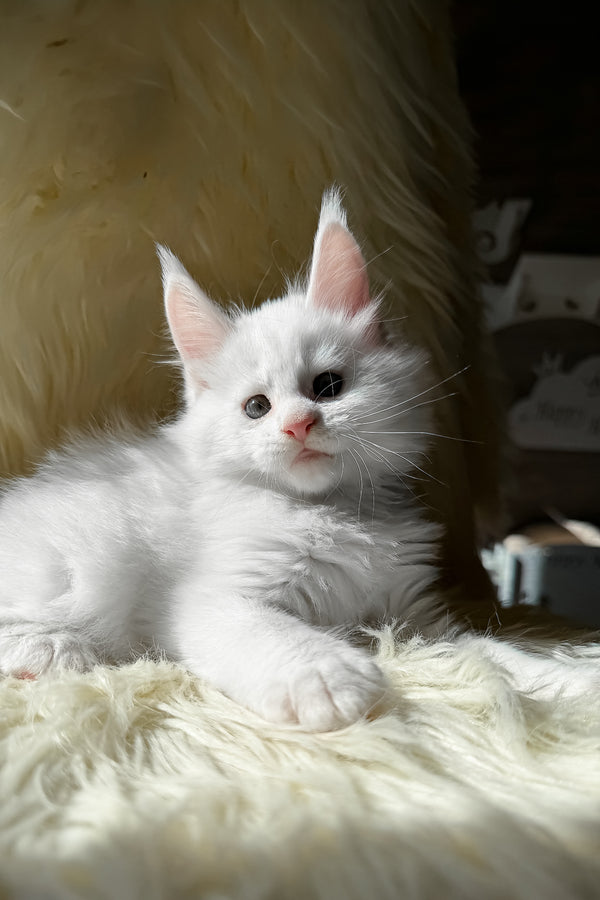 Khariton | Maine Coon Kitten