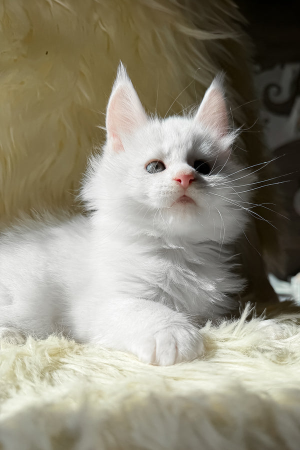 Khariton | Maine Coon Kitten