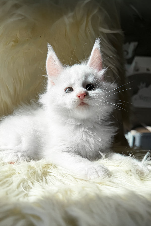 Khariton | Maine Coon Kitten
