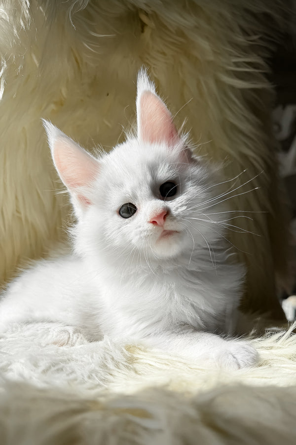 Khariton | Maine Coon Kitten