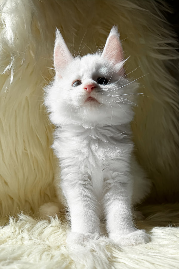 Khariton | Maine Coon Kitten