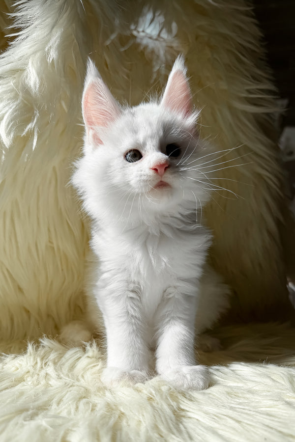 Khariton | Maine Coon Kitten