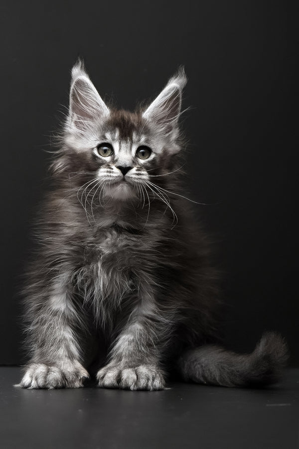 Kiara | Polydactyl Maine Coon Kitten