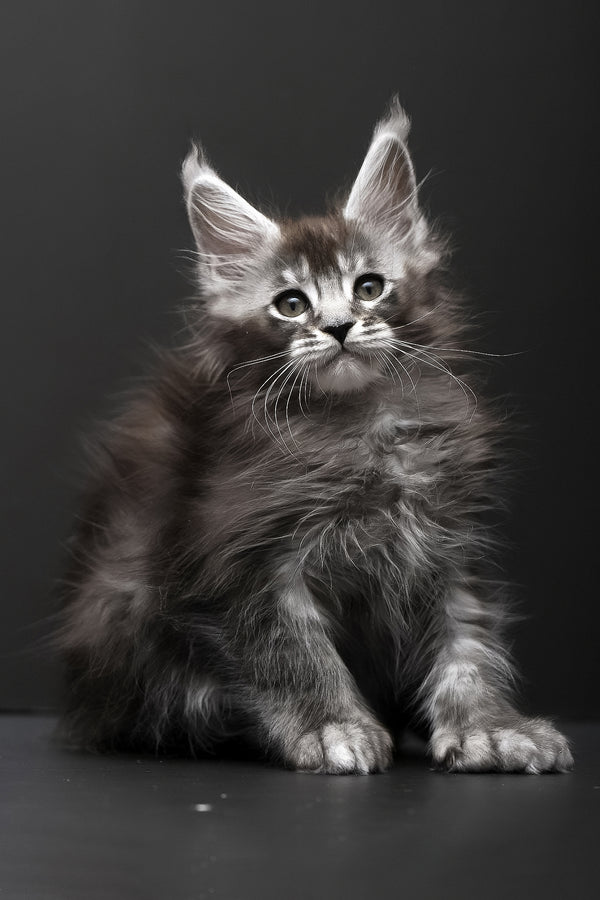 Kiara | Polydactyl Maine Coon Kitten
