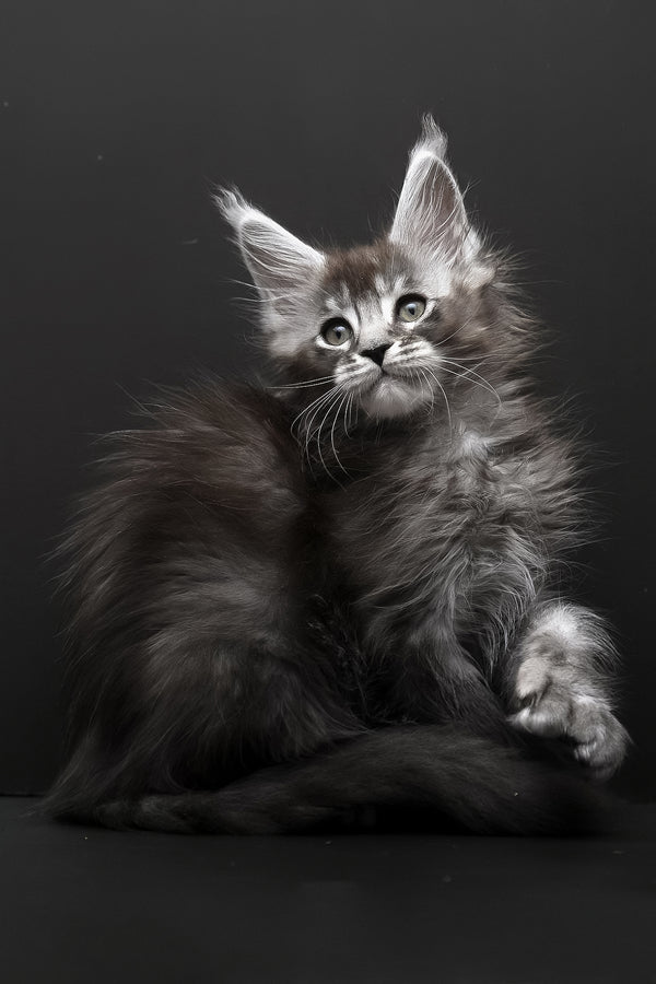 Kiara | Polydactyl Maine Coon Kitten