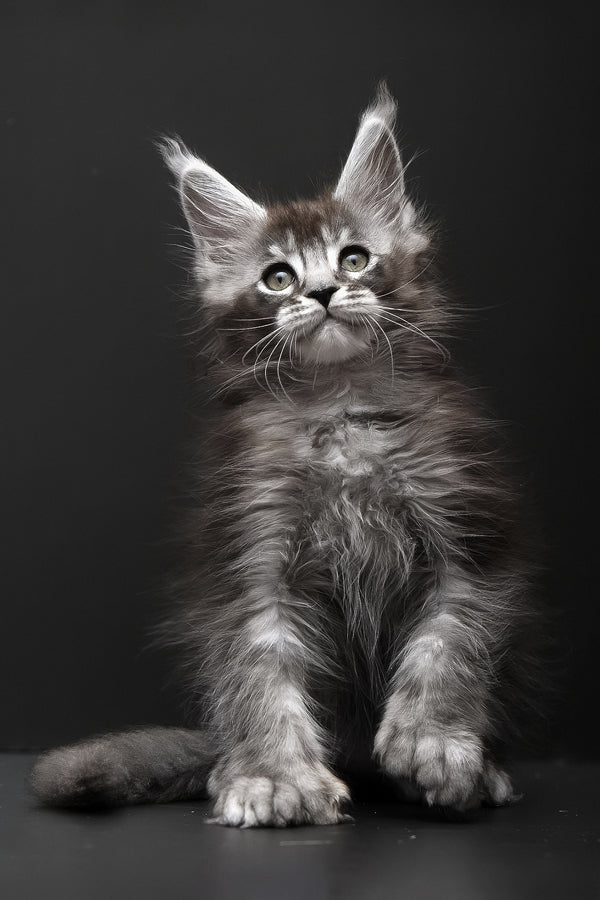 Kiara | Polydactyl Maine Coon Kitten