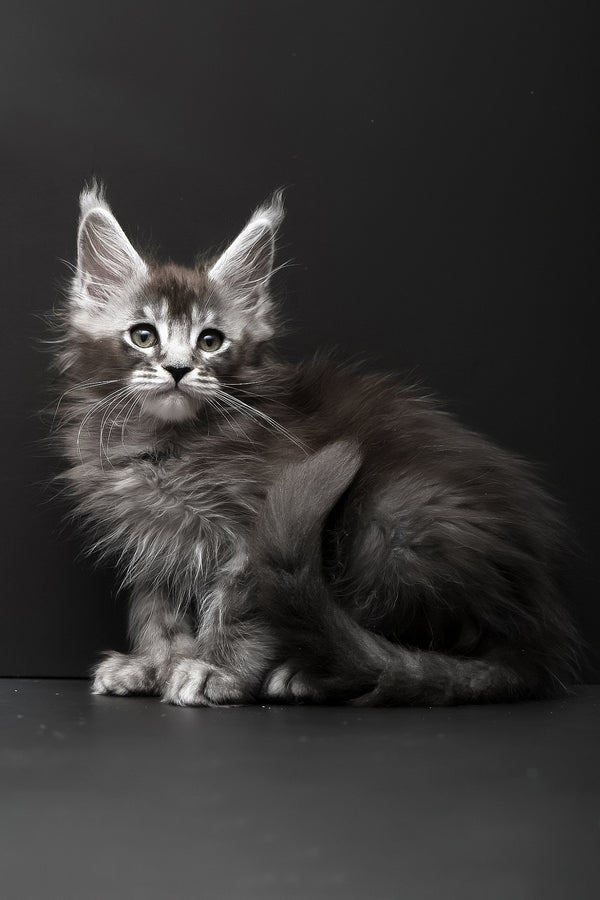 Kiara | Polydactyl Maine Coon Kitten