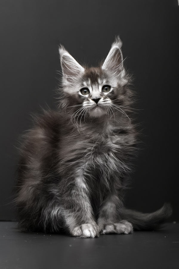 Kiara | Polydactyl Maine Coon Kitten