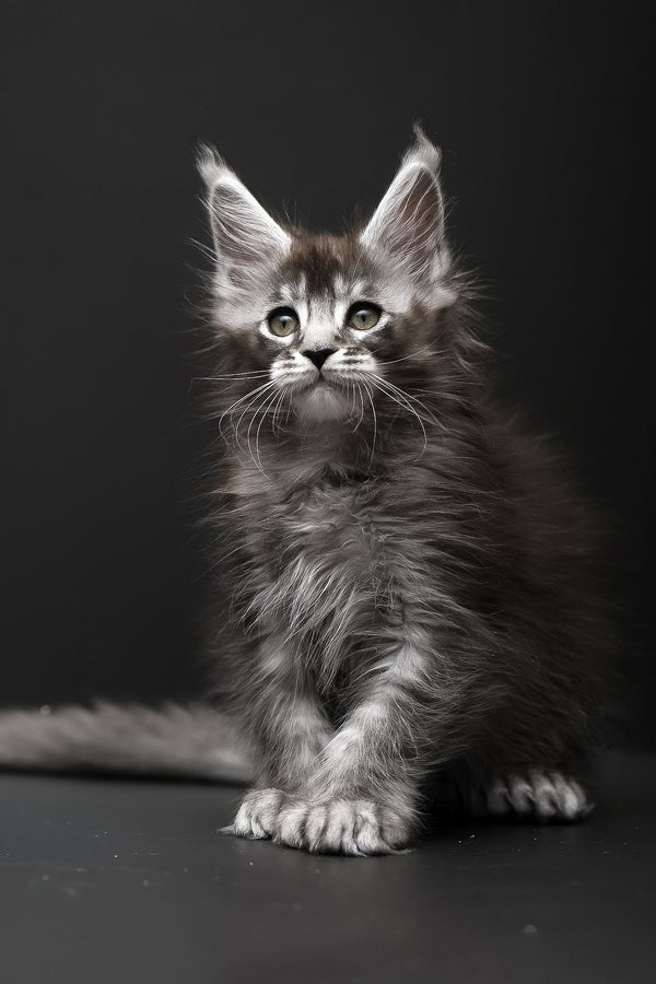 Kiara | Polydactyl Maine Coon Kitten