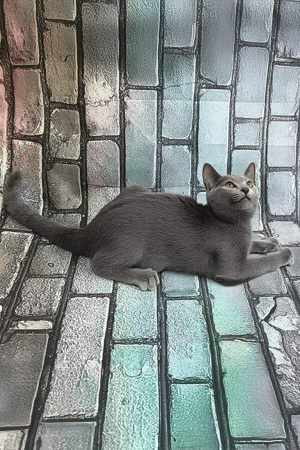 Kilo | Russian Blue Kitten