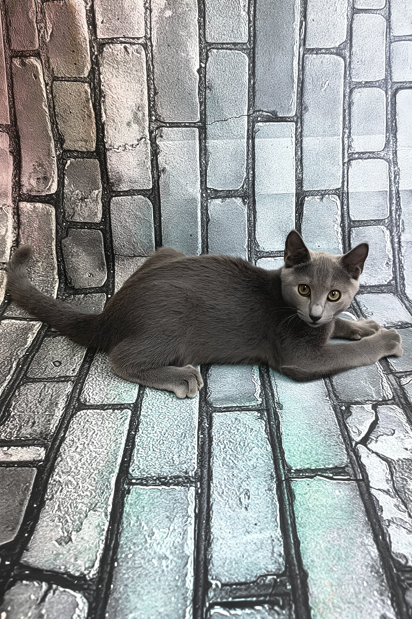 Meet Kilo: Graceful Russian Blue Kitten