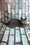 Kilo | Russian Blue Kitten