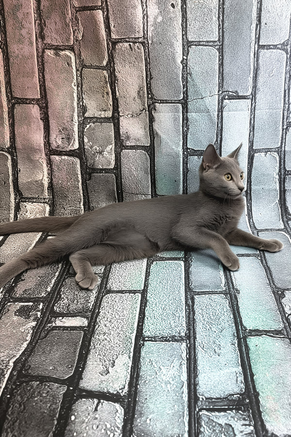 Kilo | Russian Blue Kitten
