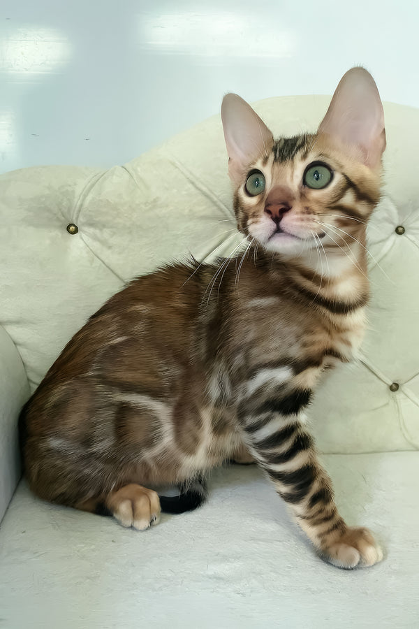 Kim | Bengal Kitten