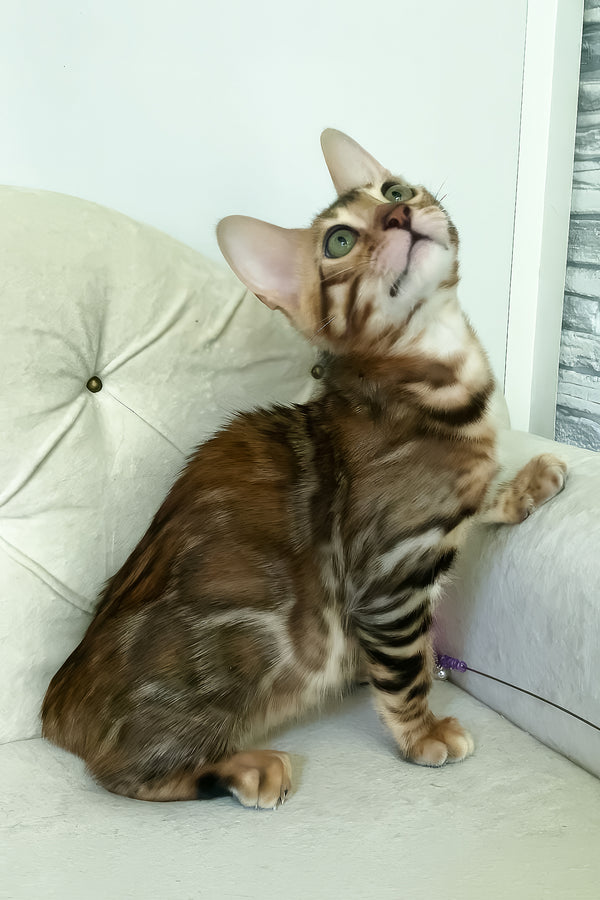 Kim | Bengal Kitten