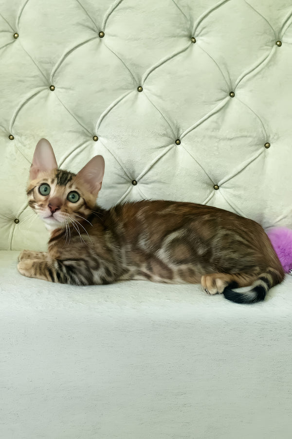 Kim | Bengal Kitten