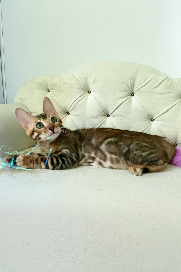 Kim | Bengal Kitten