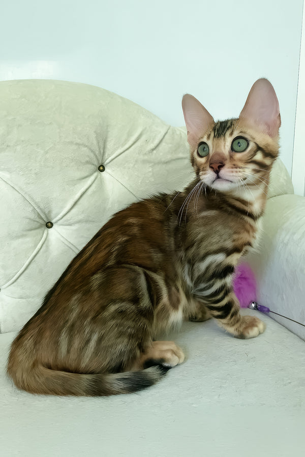 Kim | Bengal Kitten