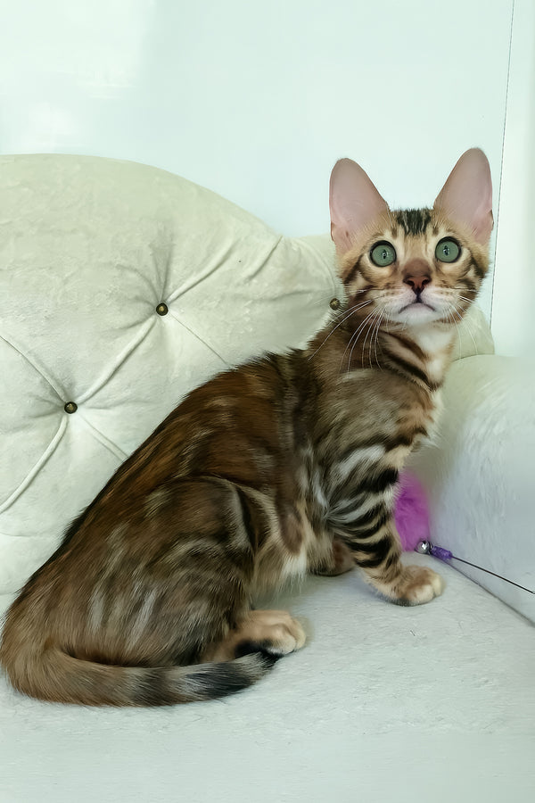 Kim | Bengal Kitten