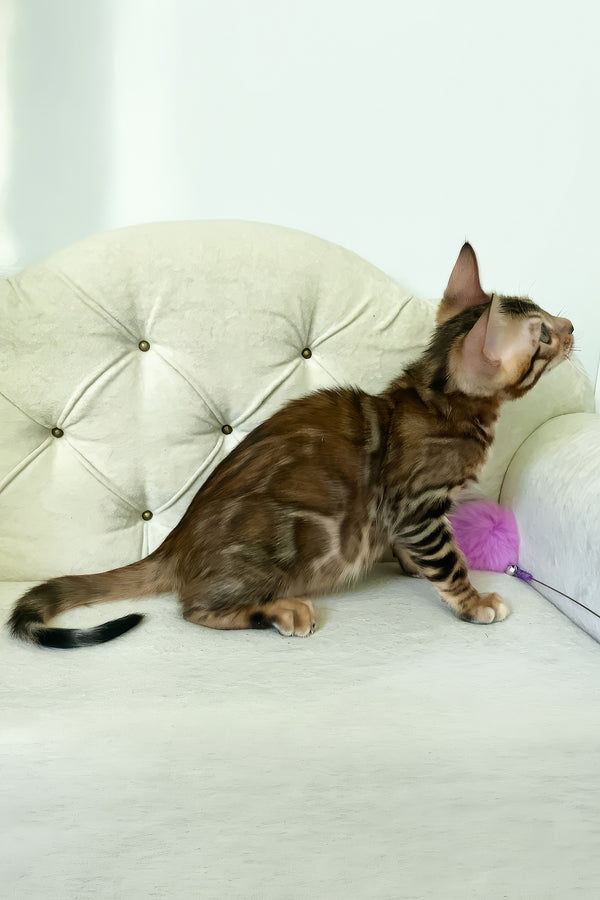 Kim | Bengal Kitten
