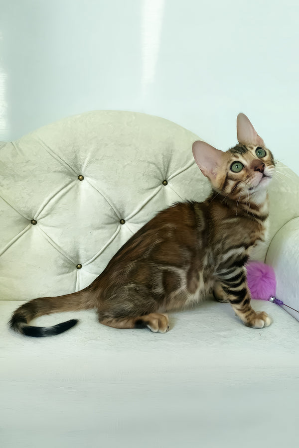 Kim | Bengal Kitten