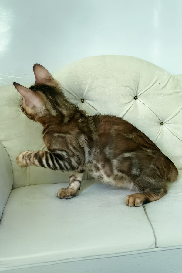 Kim | Bengal Kitten