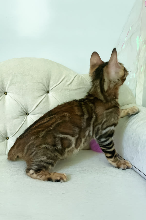 Kim | Bengal Kitten