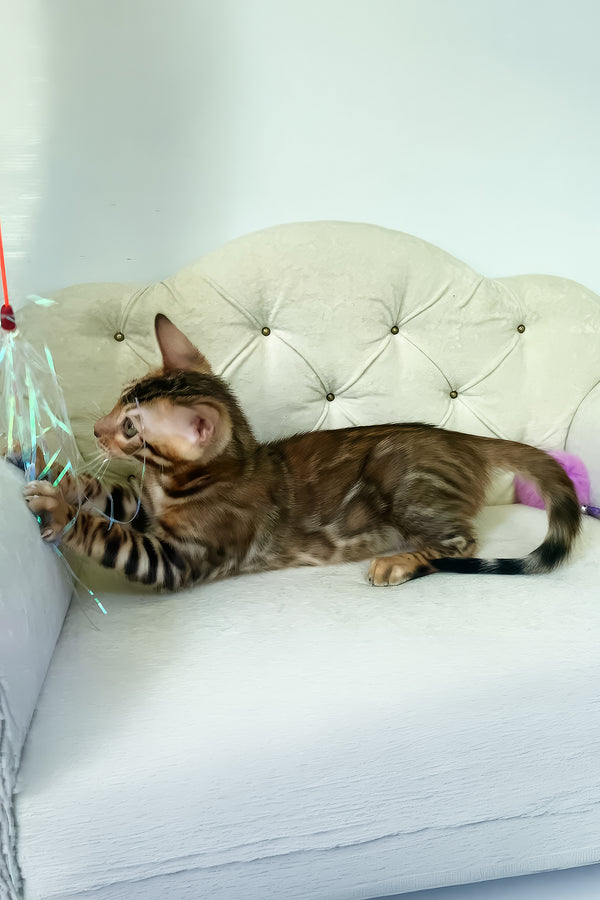 Kim | Bengal Kitten