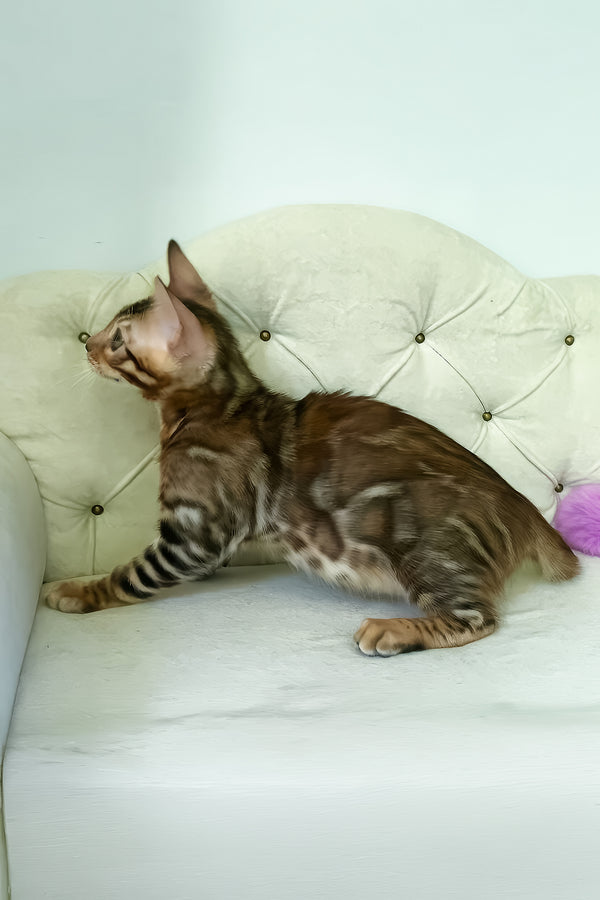 Kim | Bengal Kitten