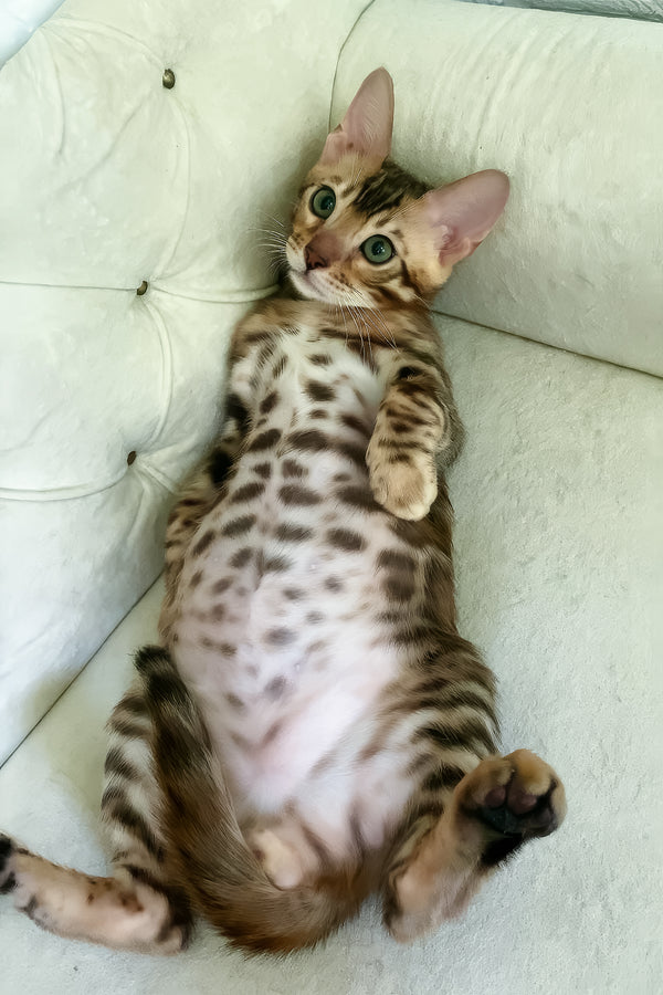 Kim | Bengal Kitten