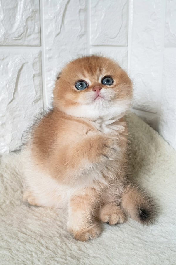 King | Scottish Fold Kitten