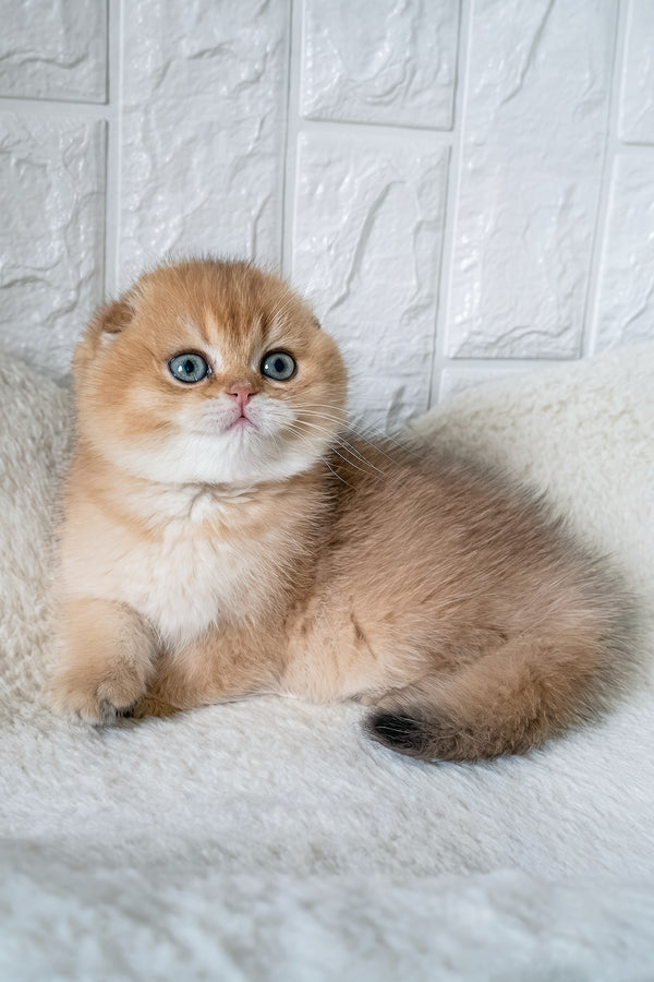 King | Scottish Fold Kitten