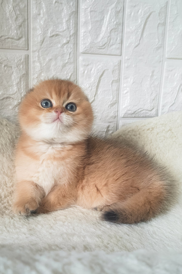 King | Scottish Fold Kitten