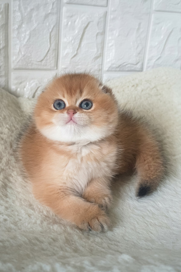 King | Scottish Fold Kitten