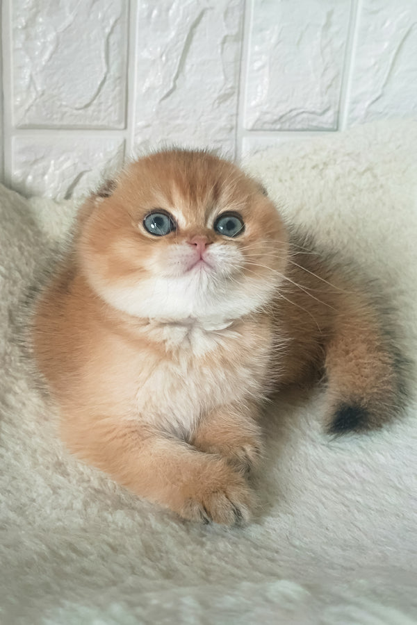 King | Scottish Fold Kitten