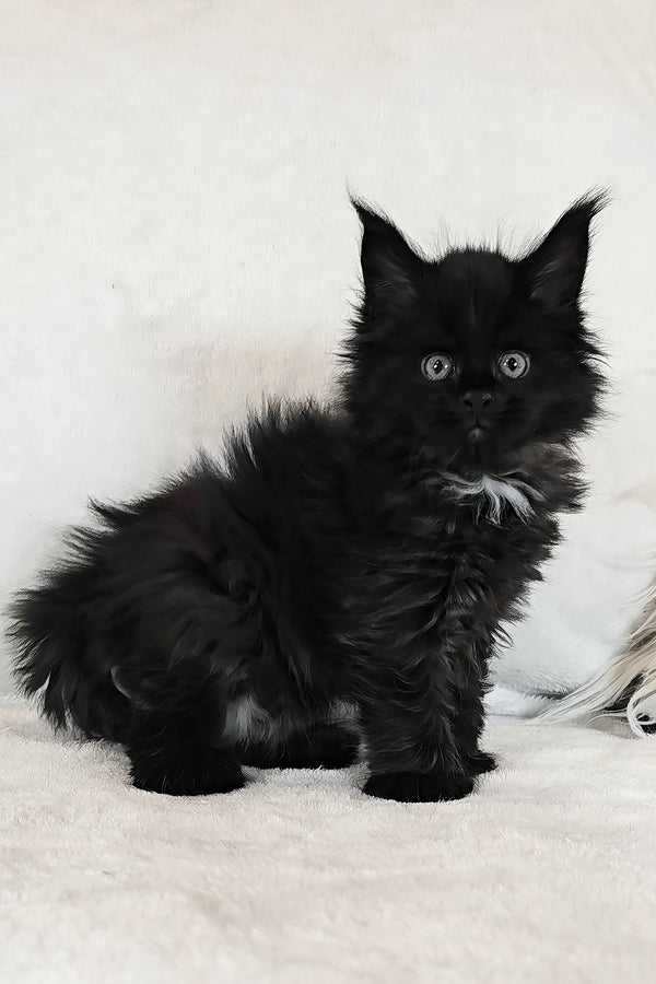 Kingsley | Polydactyl Maine Coon Kitten